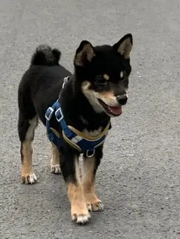 IMG 0004 摄影作品