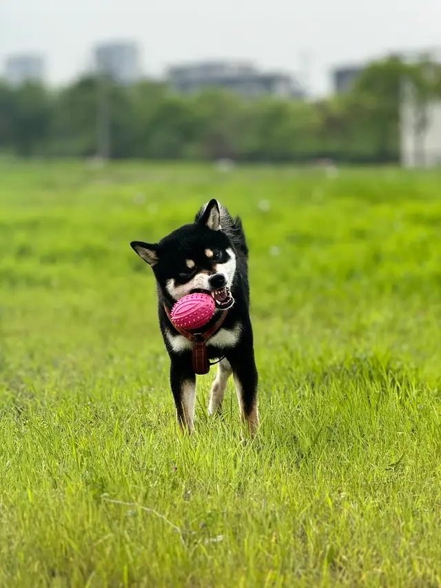 IMG 0377 摄影作品