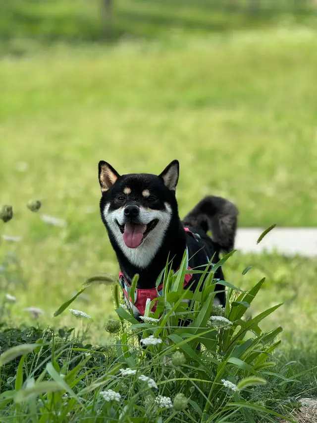 IMG 0862 摄影作品