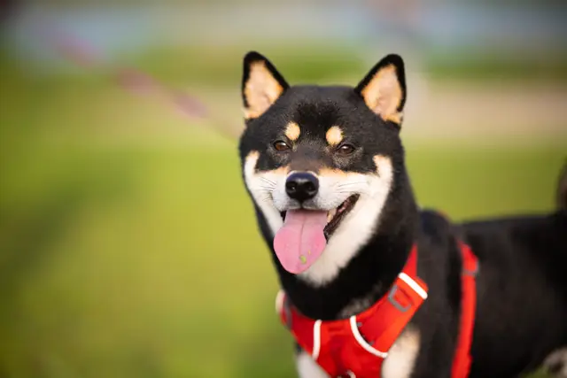 IMG 1003 摄影作品