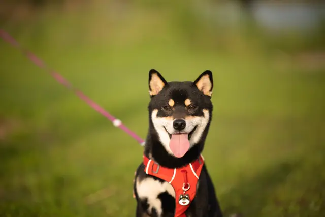 IMG 1129 摄影作品