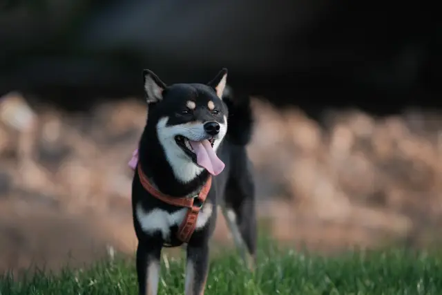 IMG 1244 摄影作品