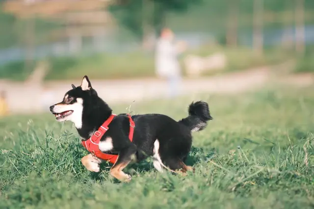 IMG 1470 摄影作品