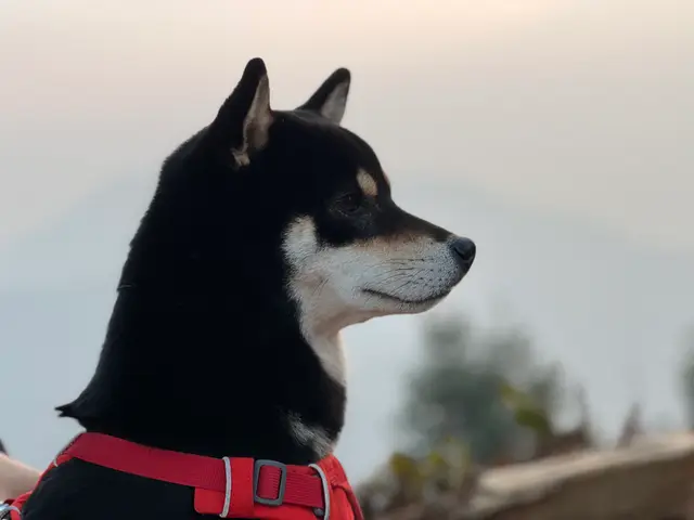 IMG 1861 摄影作品