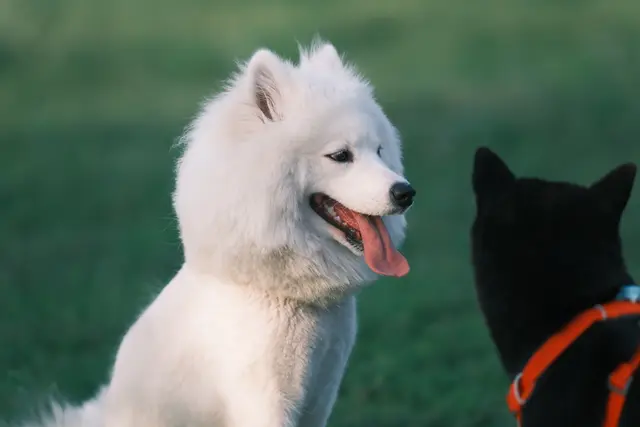 mmexport1683626737582 Original 摄影作品